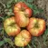 Tomato, Mr. Stripey - 500 Seed Count