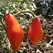 Tomato, San Marzano Indeterminite - 100 Seed Count