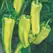Pepper, Aruba Cubanelle - 100 Seed Count