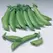 Peas, Sugar Sprint - 1lb