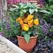 Pepper, Liberty Belle (patio) - 100 Seed Count