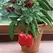 Pepper, Redskin Bell (patio) - 100 Seed Count