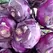 Kohlrabi, Purple Vienna - 1lb