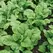 Spinach, Early Hybrid