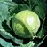 Cabbage, Golden Acre 1,000 Seed Count