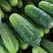 Squash, Burgess Buttercup - 1,000 Seed Count