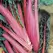 Swiss Chard, Ruby Red - 1,000 Seed Count