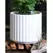 Palm Spring 8" Brush Comb Planter Mwh
