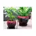 Verandah Gerberba Size A Rbk
