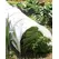 WSP 10'x1'6" Polythene Grow Tunnel