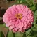 Zinnia, Luminosa Pink - 1/2 lb