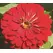 Zinnia, Cherry Queen - 1/2 lb