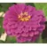 Zinnia, Purple Prince - 1/2 lb