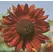 Sunflower, Velvet Queen - 1/2 lb