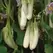 Eggplant, Gretel White - 100 Seed Count