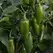 Peppers, La Bomba II - 10,000 Seed Count