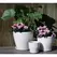 Verandah 6"x5.5" Lily Wsp