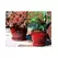 Verandah 5" Butter Cup Sz C Trd