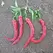 Peppers, Cayenne Red Thick - 10,000 Seed Count