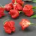 Peppers, Jamaican Red - 10,000 Seed Count