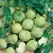 Tomatillo, Verde - 5,000 Seed Count