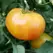 Tomato, Hillbilly Potato Leaf - 5,000 Seed Count