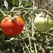 Tomato, Super Sioux - 10,000 Seed Count