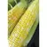 CORN, HONEY-N-PEARL 100m Seeds