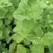 Marjoram, Sweet 1 oz