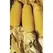 Popcorn, Perdue 410 Hybrid - 50lb