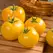 Tomato, Lemon Boy Untreated - 1,000 Sd Ct