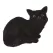 MCarr Cat Sitting Down Meowing Black