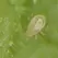 Bioline Starskii 1K Mini Sachets 125,000 Amblyseius swirskii ( Thrips Whitefly )