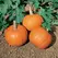Pumpkin, Wee Be Little - 5,000 Seed Count