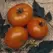Tomato, Brandywine Yellow - 10,000 Seed Count