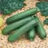 Squash, Payroll FarMore Treated - 1,000 Seed Count