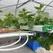 TAPKIT 35'x168' Cucumber Hydroponic System 7,000 Planting Holes