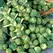 Brussel Sprouts, Long Island - 10,000 Seed Count