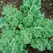 Kale, Siberian 1,000 Seed Count