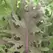 Kale, Red Russian - 5,000 Seed Count