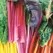 Swiss Chard, Rainbow - 10,000 Seed Count