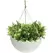 Algreen 14" Acerra Hanging Basket White