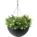 Algreen 14" Acerra Hanging Basket Black