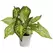 Algreen 12" Caladium