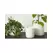 Palm Spring 5"x4.5" Cylinder with As Mwh