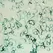 Steinernema feltiae 5X250 mil ( Fungus gnat, Shore Fly & Thrips pupa )