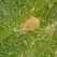 Amblyseius ( Neoseiulus ) cucumeris 100,0, 5 liter bag, bran carrier ( Thrips )