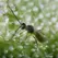 Aphidius colemani + ervi , 500 wasps per bottle ( Aphids )