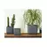 Palm Spring 5.5"x5" Cube with As Mcg