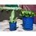 Verandah 6" F Blue Waikiki Orchid Pot